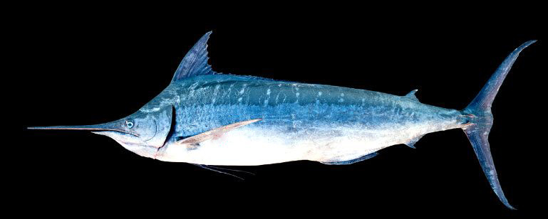 Makaira nigricans_03.jpg